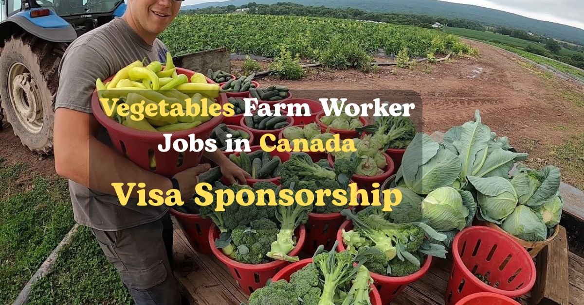 Vegetable Farm Packer Jobs 2025 with Visa Sponsorship – Earn $28.85/Hour in Canada!
