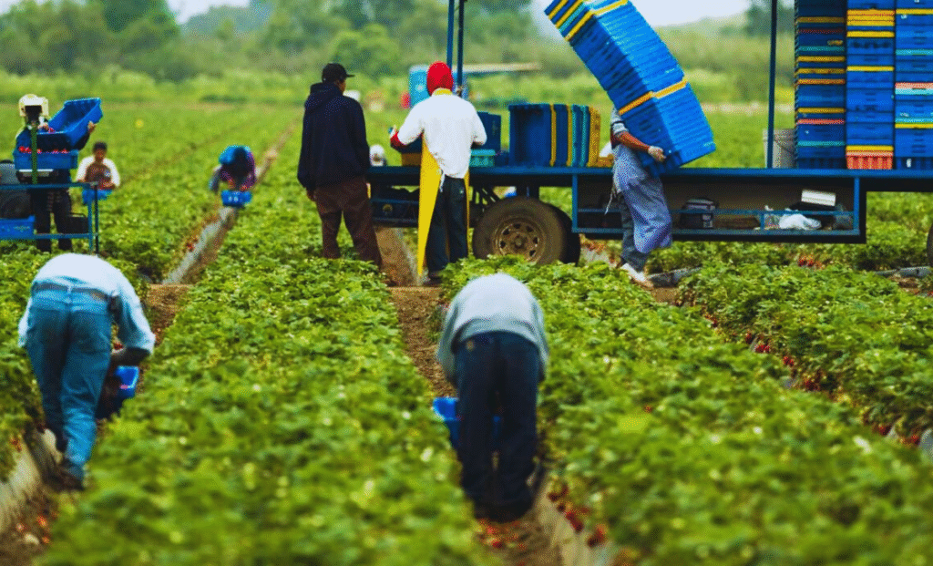 Agricultural Jobs in Spain with Visa Sponsorship 2025