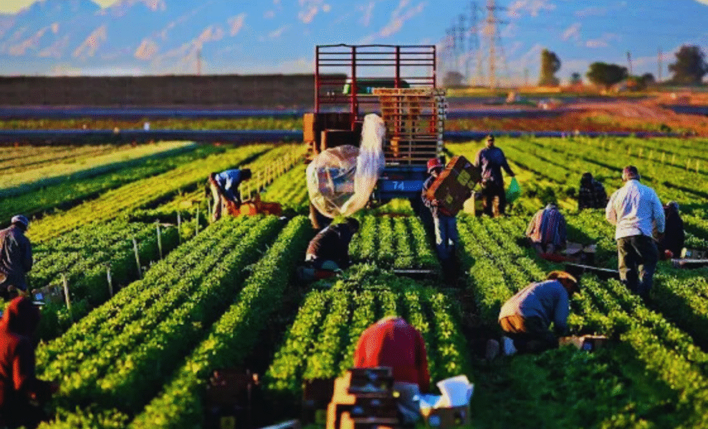 Agricultural Jobs in Spain with Visa Sponsorship 2025