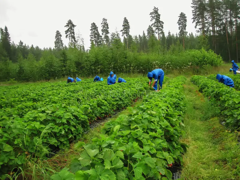 Farm Worker Jobs In Finland With Visa Sponsorship 2025
