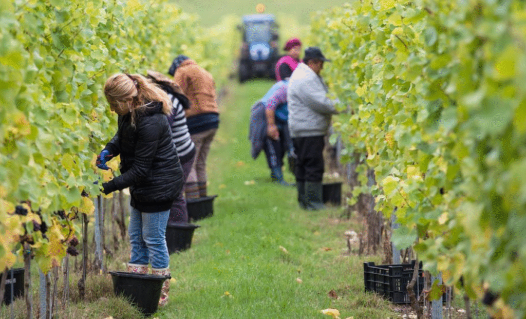 Why Employers Hire Unskilled Foreign Workers