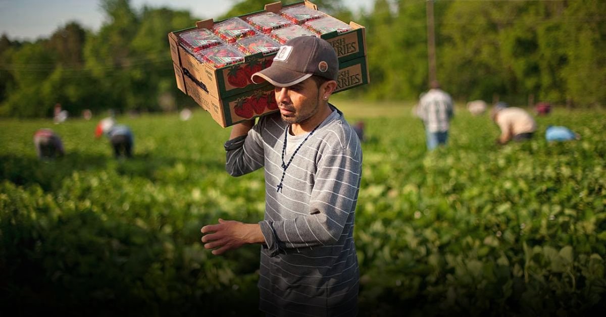 Farm Worker Jobs Abroad – 2025 Complete Guide for Beginners