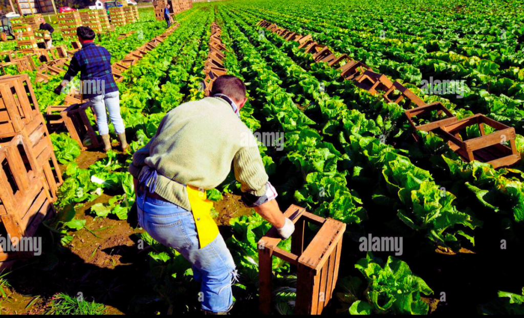 Netherlands Farm Helper Jobs